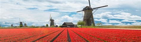The ultimate guide to tulip season in the Netherlands .
